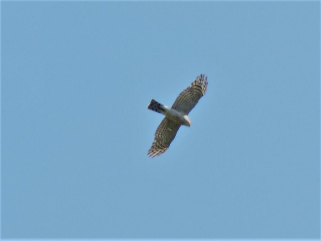 Sparviere (Accipiter nisus)